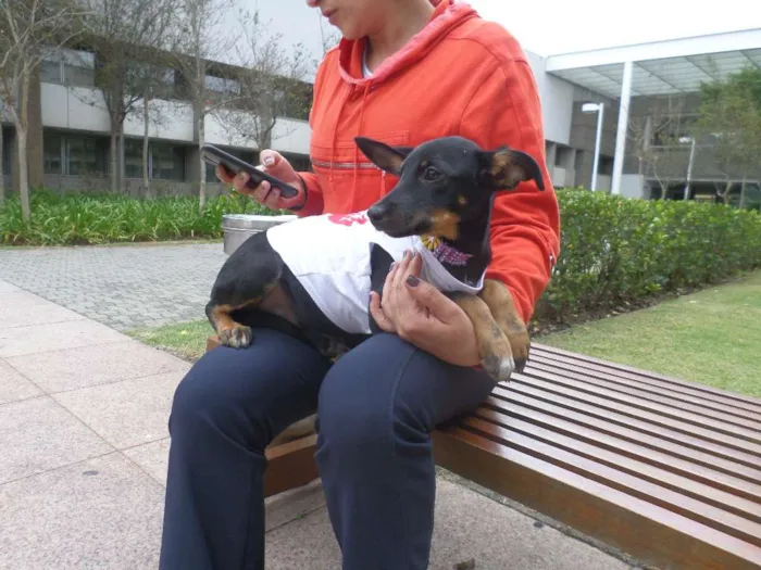 Cachorro ra a SRD idade 2 a 6 meses nome Pretinha