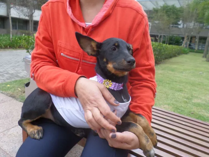 Cachorro ra a SRD idade 2 a 6 meses nome Pretinha