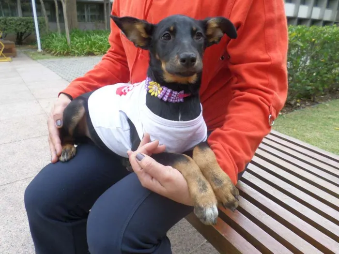 Cachorro ra a SRD idade 2 a 6 meses nome Pretinha