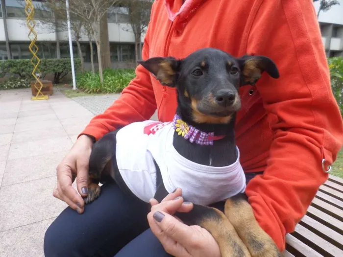 Cachorro ra a SRD idade 2 a 6 meses nome Pretinha