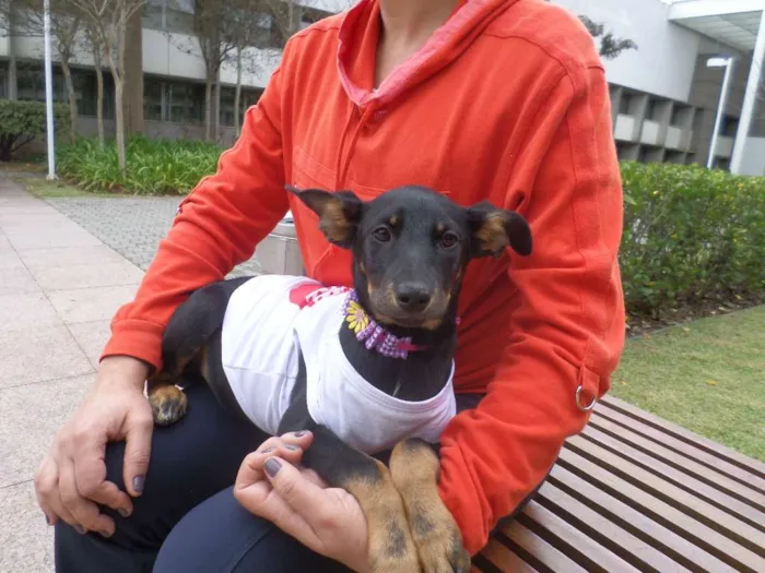 Cachorro ra a SRD idade 2 a 6 meses nome Pretinha