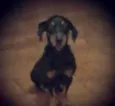 Rex