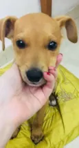 Caramelo