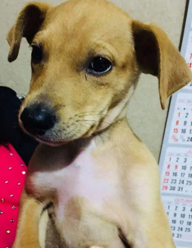 Cachorro ra a sem raça idade 2 a 6 meses nome Caramelo