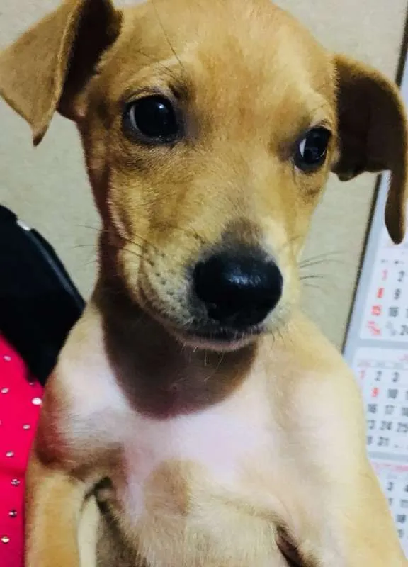 Cachorro ra a sem raça idade 2 a 6 meses nome Caramelo