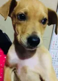 Caramelo