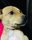 Caramelo