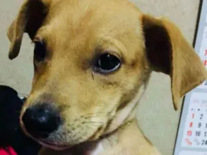 Cachorro raça sem raça idade 2 a 6 meses nome Caramelo