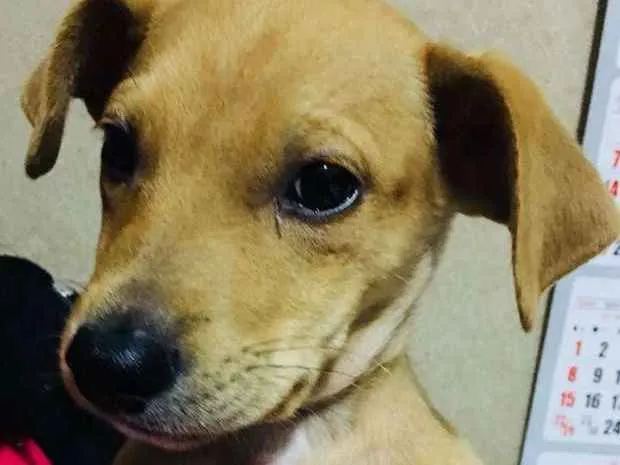 Cachorro ra a sem raça idade 2 a 6 meses nome Caramelo