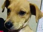 Cachorro raça sem raça idade 2 a 6 meses nome Caramelo
