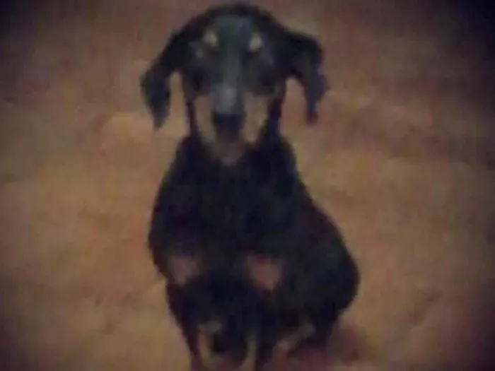 Cachorro ra a Teckel idade 6 ou mais anos nome Rex