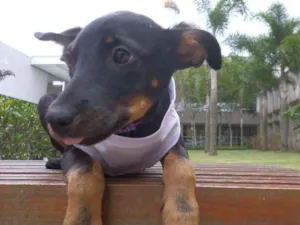 Cachorro raça SRD idade 2 a 6 meses nome Pretinha