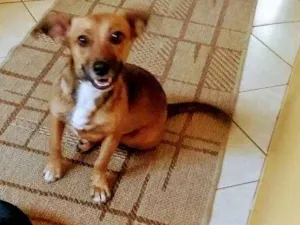 Cachorro raça Srd idade 7 a 11 meses nome Lina