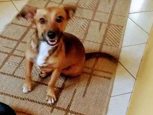 Cachorro ra a Srd idade 7 a 11 meses nome Lina