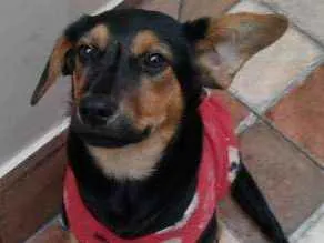 Cachorro ra a  idade 2 a 6 meses nome Simonet