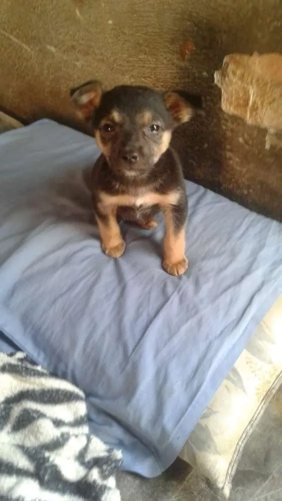 Cachorro ra a  idade 2 a 6 meses nome Filhotes (Laranjeira