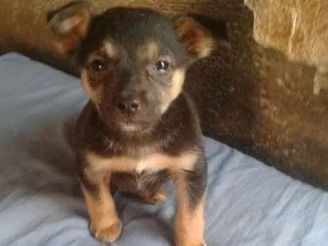 Cachorro ra a  idade 2 a 6 meses nome Filhotes (Laranjeira