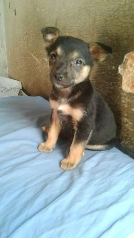 Cachorro ra a  idade 2 a 6 meses nome Filhotes (Laranjeira