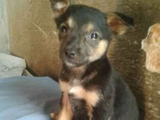 Cachorro ra a  idade 2 a 6 meses nome Filhotes (Laranjeira