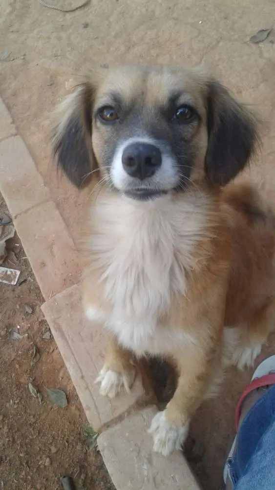 Cachorro ra a  idade 2 anos nome Tchuca 