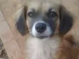 Tchuca 