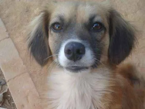 Cachorro ra a  idade 2 anos nome Tchuca 