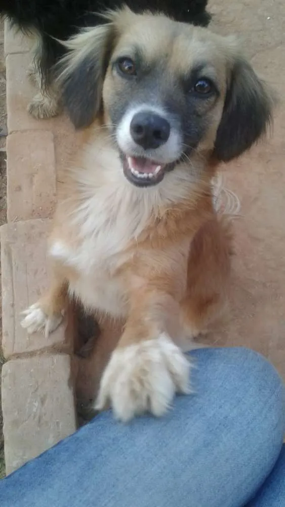 Cachorro ra a  idade 2 anos nome Tchuca 