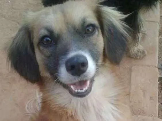 Cachorro ra a  idade 2 anos nome Tchuca 