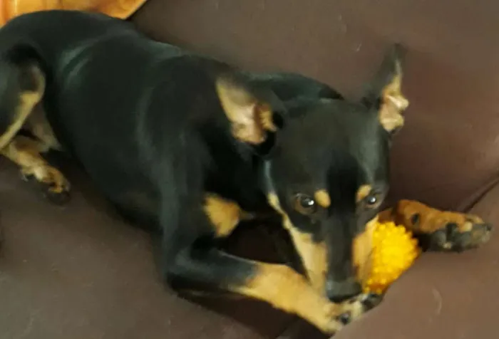 Cachorro ra a  idade 1 ano nome Leo