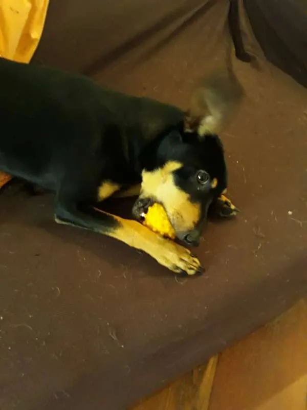 Cachorro ra a  idade 1 ano nome Leo