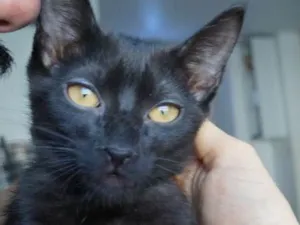 Gato raça  idade Abaixo de 2 meses nome Coca-Cola