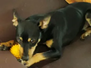 Cachorro raça  idade 1 ano nome Leo