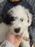 Molly 
