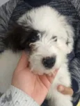 Molly 