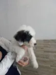 Molly 