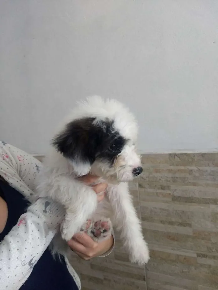 Cachorro ra a Poddle com vira lata idade 2 a 6 meses nome Molly 