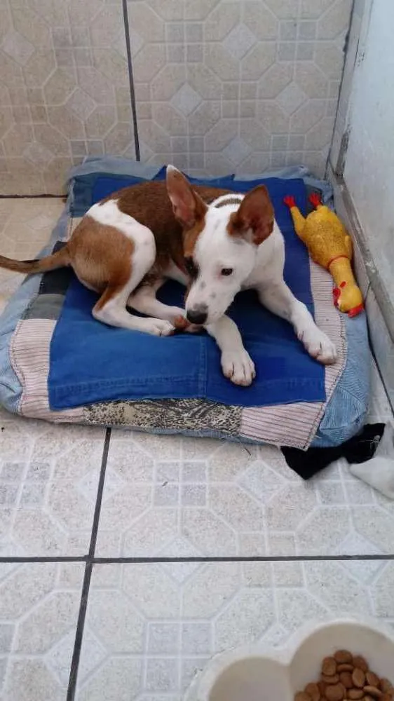 Cachorro raça mestiço bull terrier idade 2 a 6 meses nome Bethoven 
