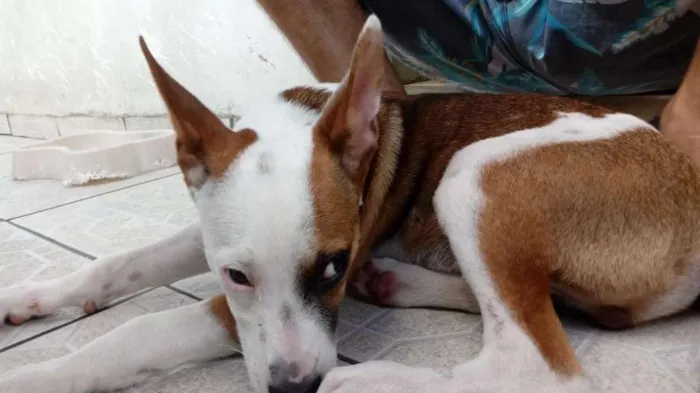 Cachorro raça mestiço bull terrier idade 2 a 6 meses nome Bethoven 