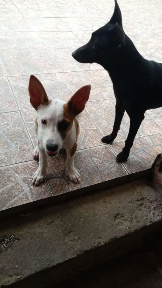 Cachorro raça mestiço bull terrier idade 2 a 6 meses nome Bethoven 