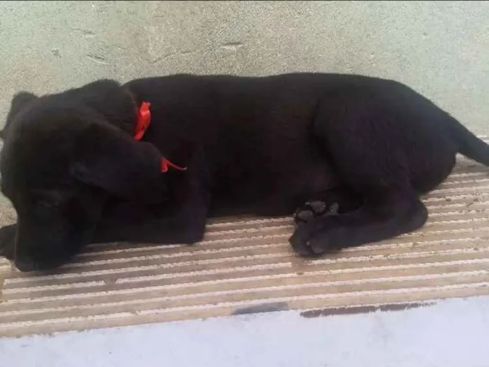 Cachorro ra a  idade 2 a 6 meses nome Baby's