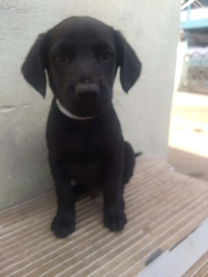 Cachorro ra a  idade 2 a 6 meses nome Baby's