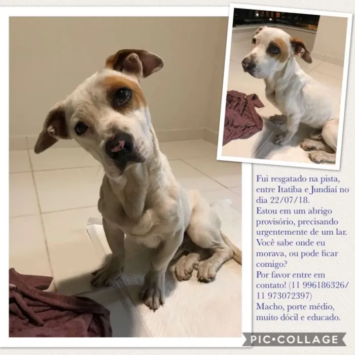 Cachorro raça Srd idade  nome Sem nome