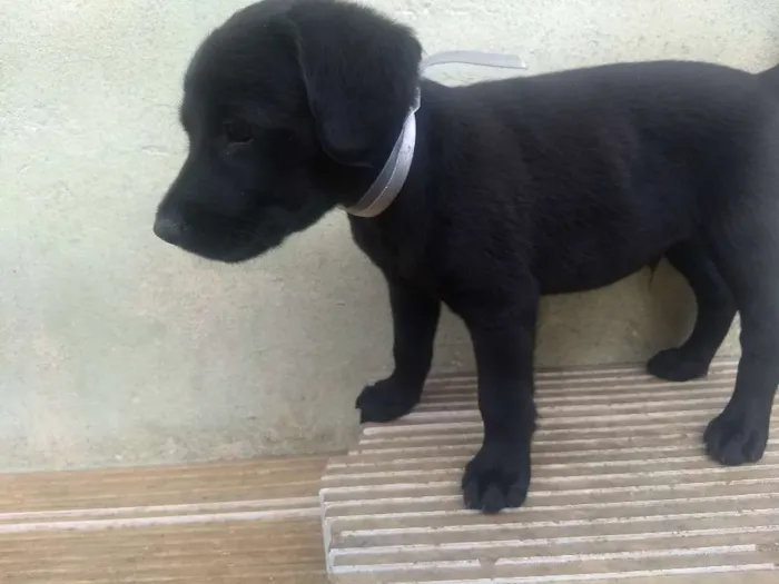 Cachorro ra a  idade 2 a 6 meses nome Baby's