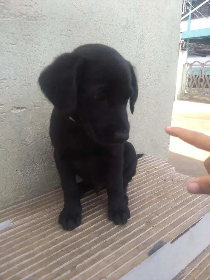 Cachorro ra a  idade 2 a 6 meses nome Baby's