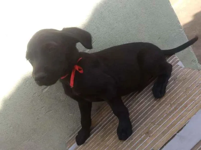 Cachorro ra a  idade 2 a 6 meses nome Baby's