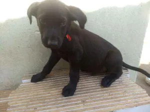 Cachorro raça  idade 2 a 6 meses nome Baby's