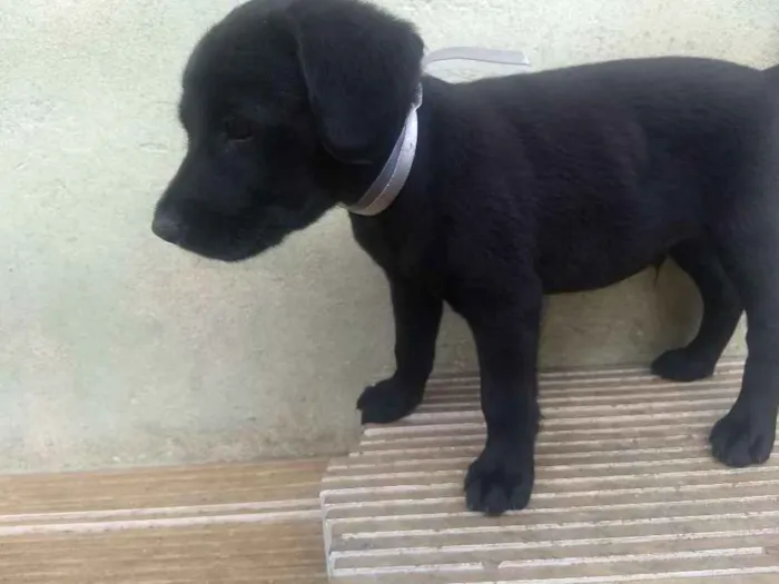 Cachorro ra a  idade 2 a 6 meses nome Baby's