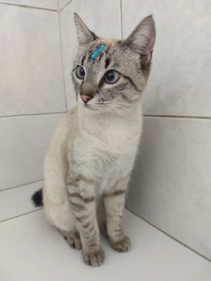 Gato raça Sem raça definida  idade 1 ano nome Mile