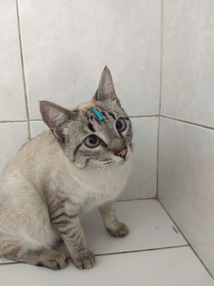 Gato raça Sem raça definida  idade 1 ano nome Mile