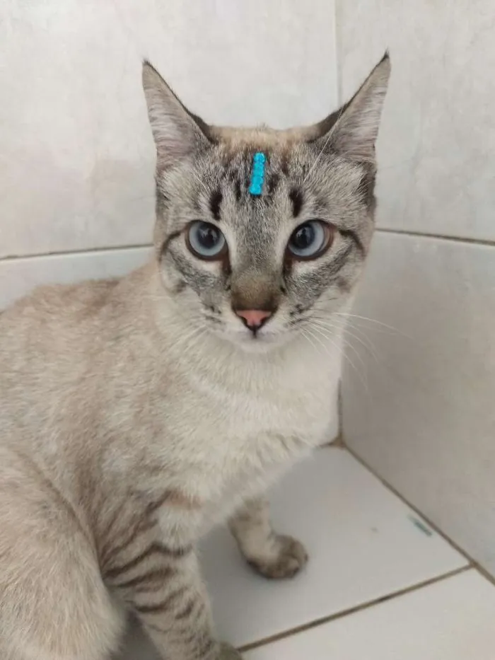Gato raça Sem raça definida  idade 1 ano nome Mile